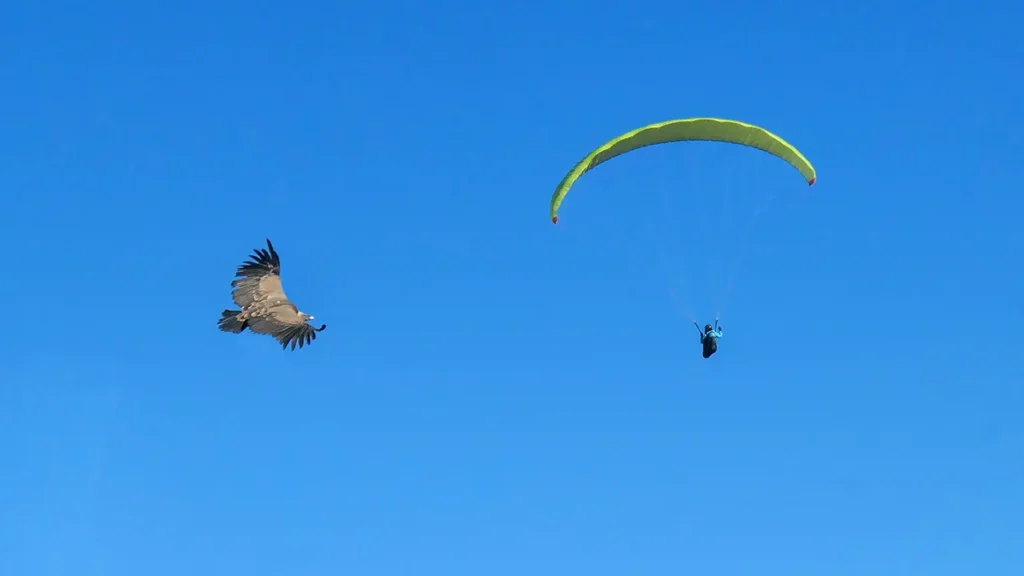 Vliegsafari Algodonales Spanje | Gier en een paraglider